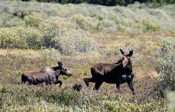 Mother Moose with Calf_6616