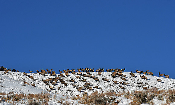 Elk at Almont_4149