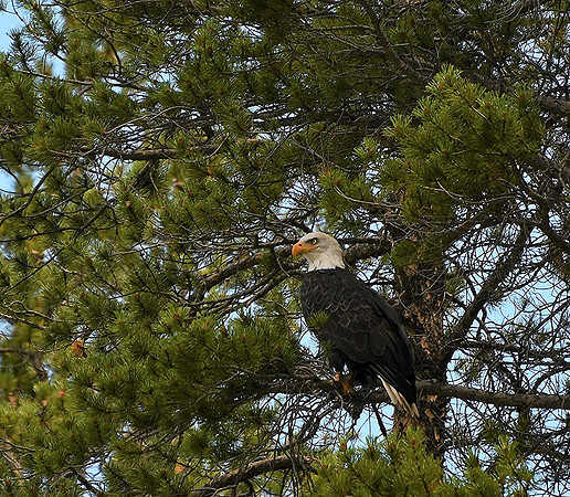Alert_0648