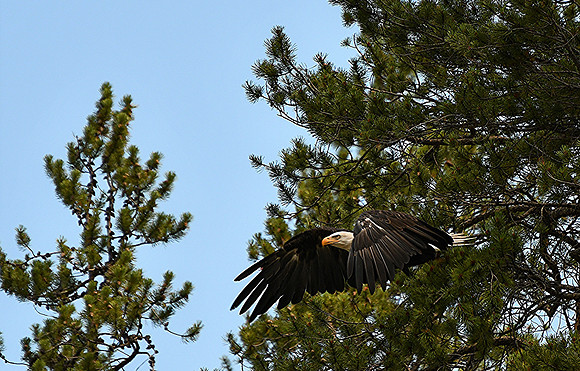 Born To Fly_0650