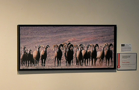 Bighorn Line Up Award _9195