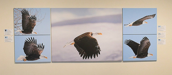 Bald Eagle Canvas Cluster_9195