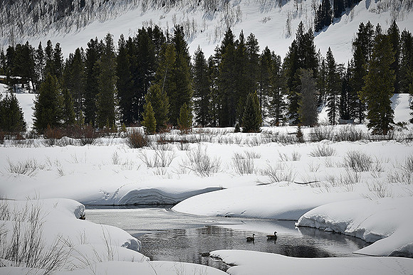 Geese in Spring Thaw_3692