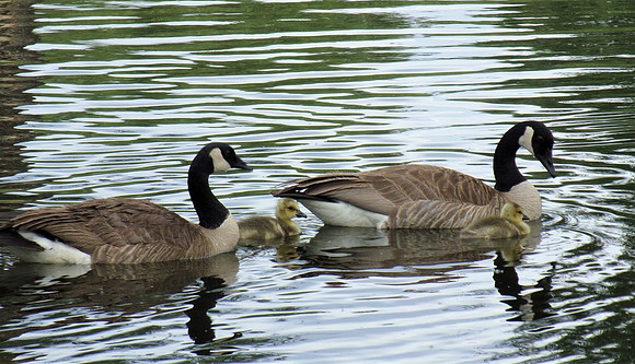Goslings with Parents 109_9250