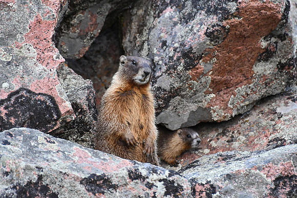 Marmot pup with parent_5620