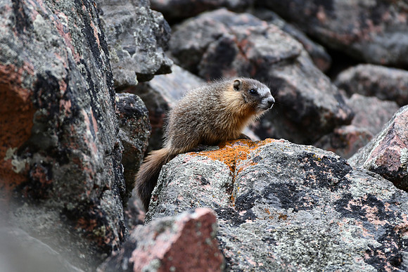 Marmot Pup_5925