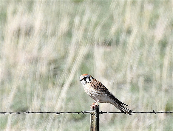 American Kestrel female _7281