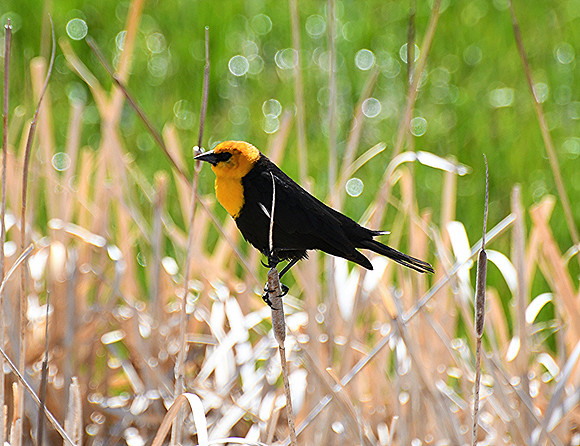Yellow Headed Blackbird_2118