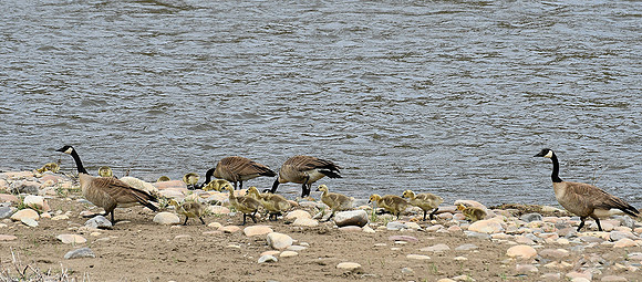 Goslings along the Gunnison _6032