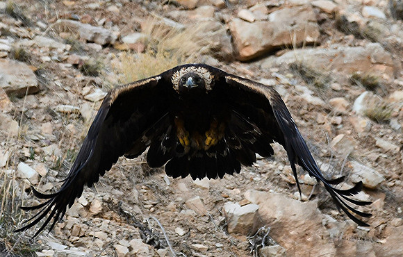 Golden Eagle_4806