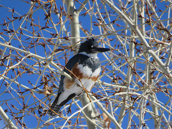 Female Belted Kingfisher_1484