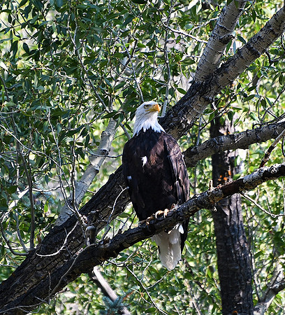 Eagle in the Cottonwood Trees _2396