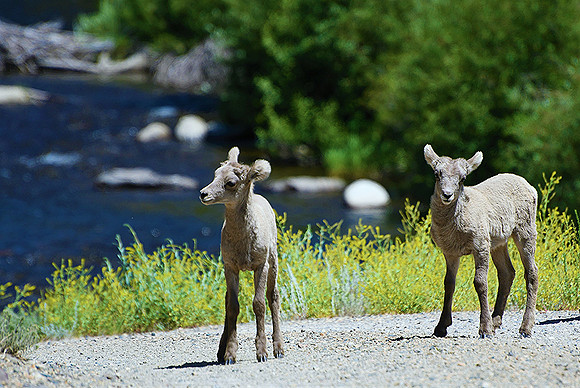 Bighorn Sheep Lambs_9130