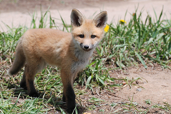 baby fox kit _0573