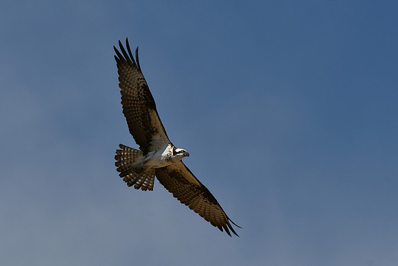 Majestic Osprey_6355