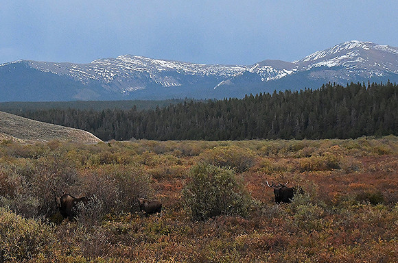 Rocky Mountain Moose_5424