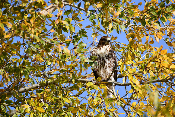 Autumn Redtail _7050