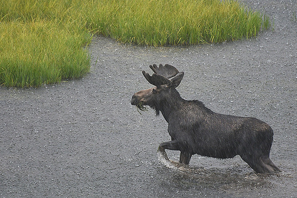 Moose Shower at Deer Lakes_8229