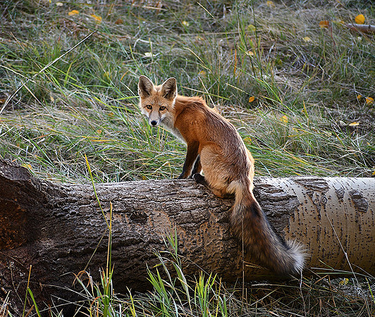 Featured Fox_7240