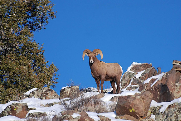 bighorn_0228