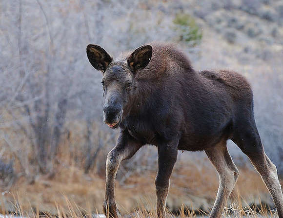 Baby Moose in snow_0073
