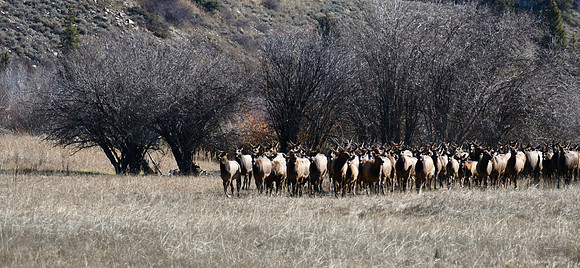 Elk Herd at CB South coming to me_1889