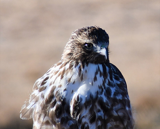 Featherlite_9089