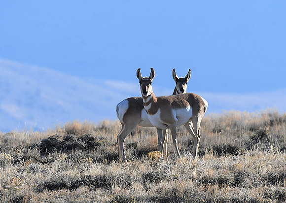 Pronghorn Pride_8774
