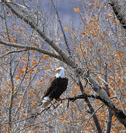 Autumn Eagle_0027