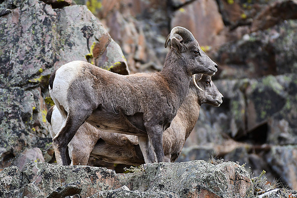 Younthful Rams_0377
