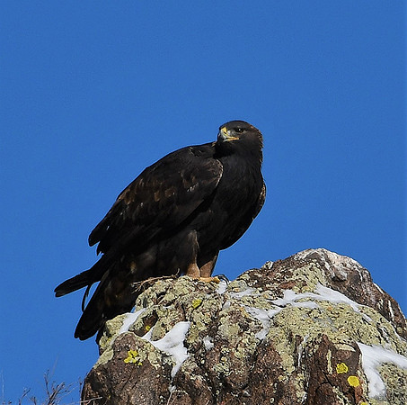 Golden Eagle_3277