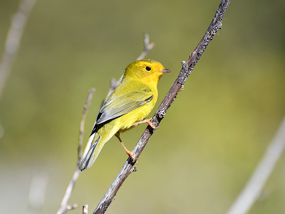Warbler_4770