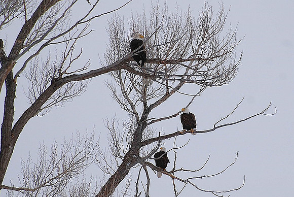 Three In A Tree_0006