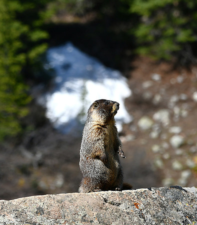Marmot View_4866