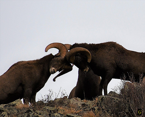 The Rut_8013 G