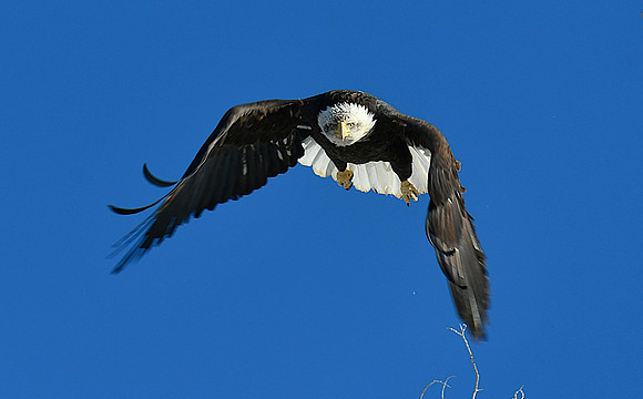 Swooping In_974800