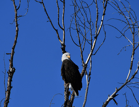 Looking Back_8654