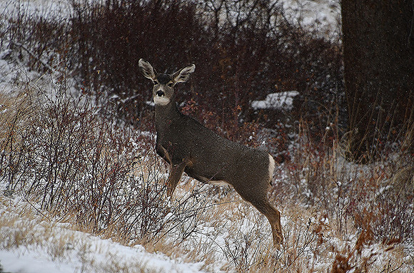 Winter Doe_8606
