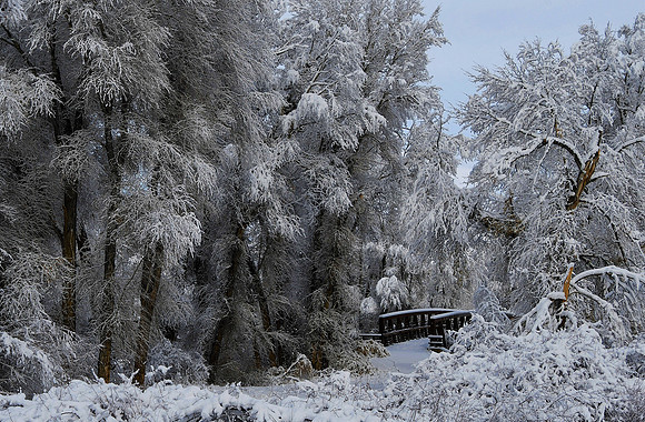 Winter Wonderland