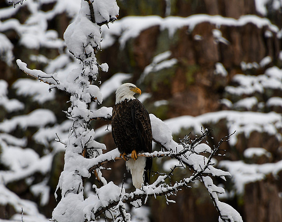 Winter Eagle_1538