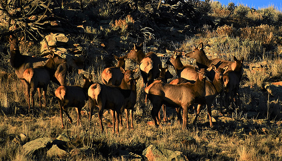 Elk cows & calves_0643