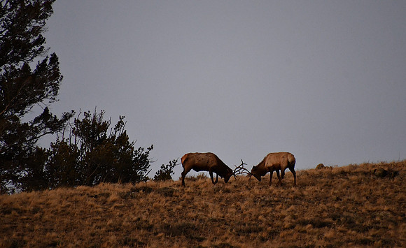 Evening Elk Rut_2842