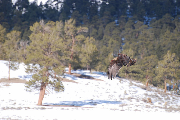 eagle 2_0041