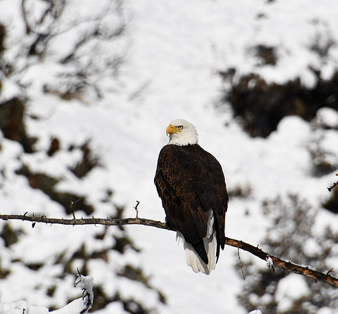 Eagle over Taylor river_1894