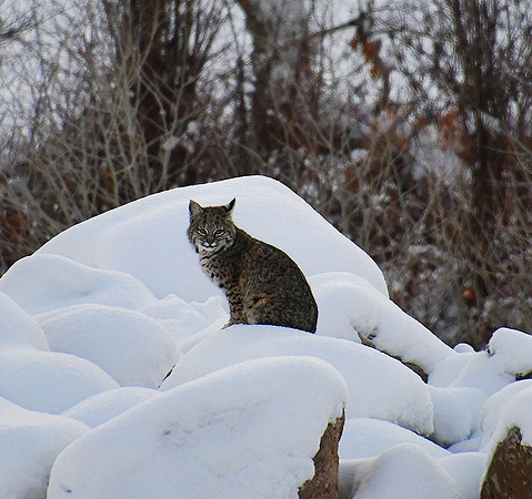 Pretty Kitty (Bobcat)_42230