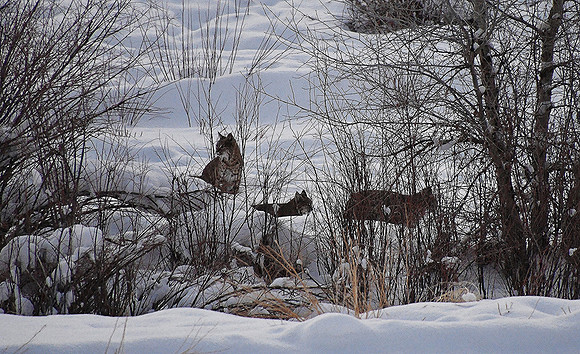 Bobcat Trio_46720