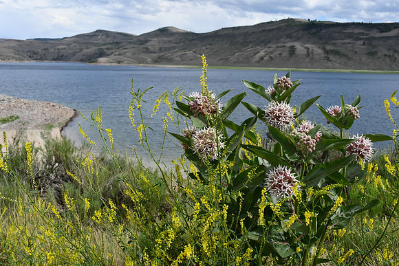 Queens Crown Flowers at Blue Mesa_5169