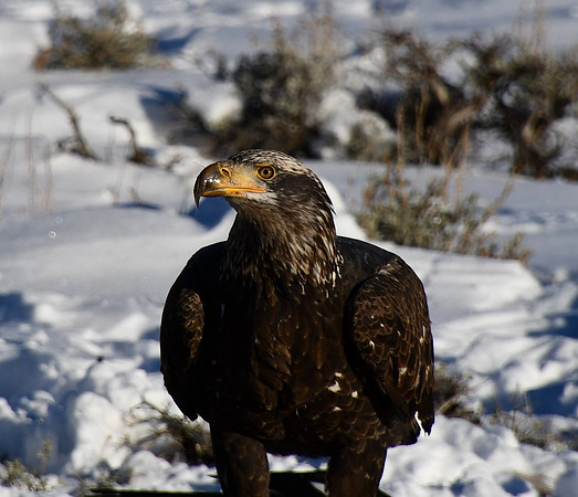 Juvenile Bald Eagle_4871