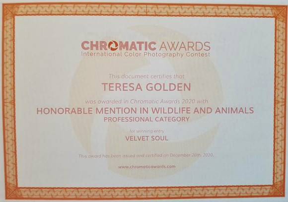Chromatic Award 2020