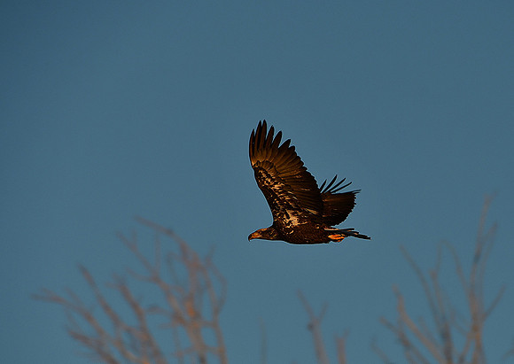 Sunset Flight_7106